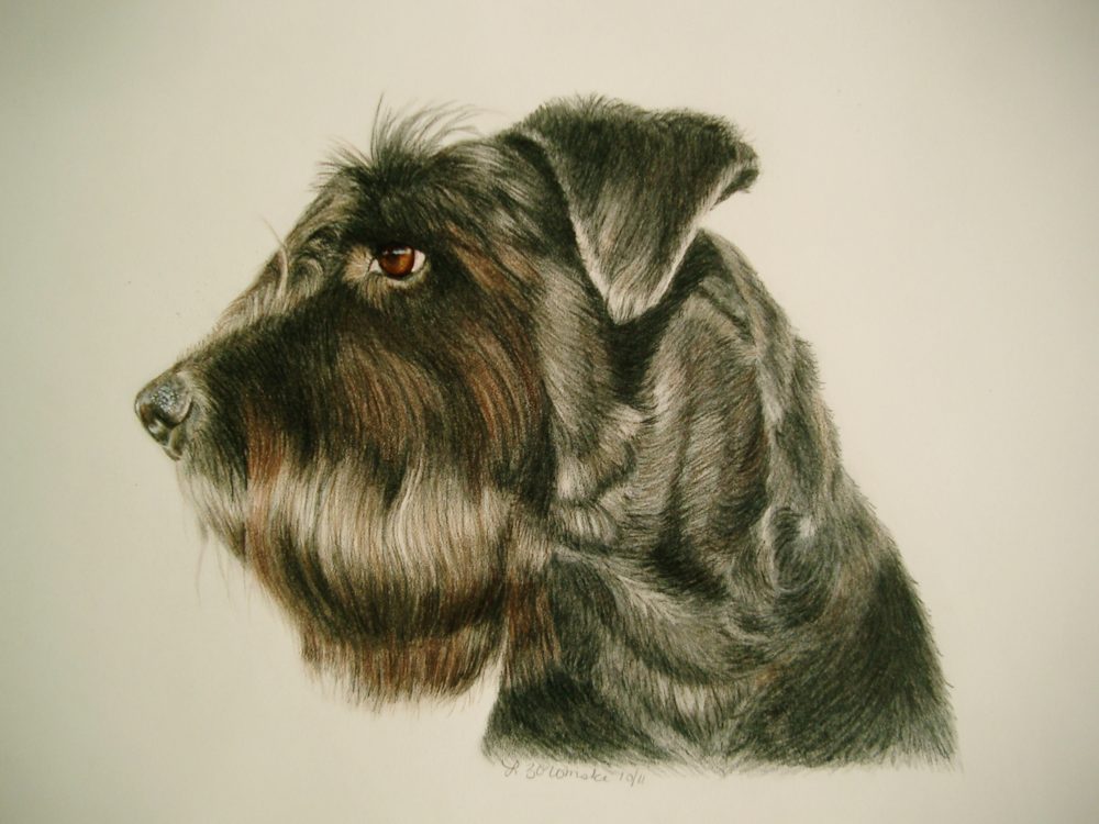 dog portrait in color pencil and water color by dog portrait artist Lesley Zoromski, Petaluma, CA