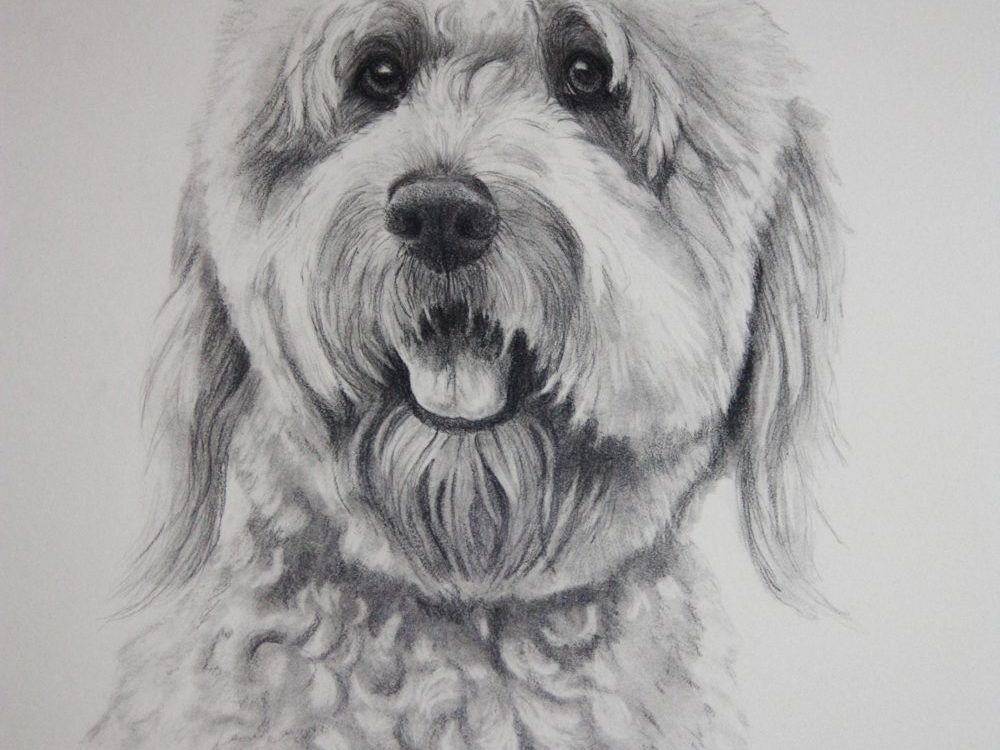 dog portrait in graphite by Lesley Zoromski, Petaluma, CA