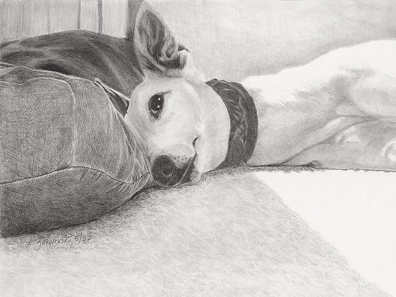 Contented Greyhound by dog portrait artist Lesley Zoromski, Petaluma, CA