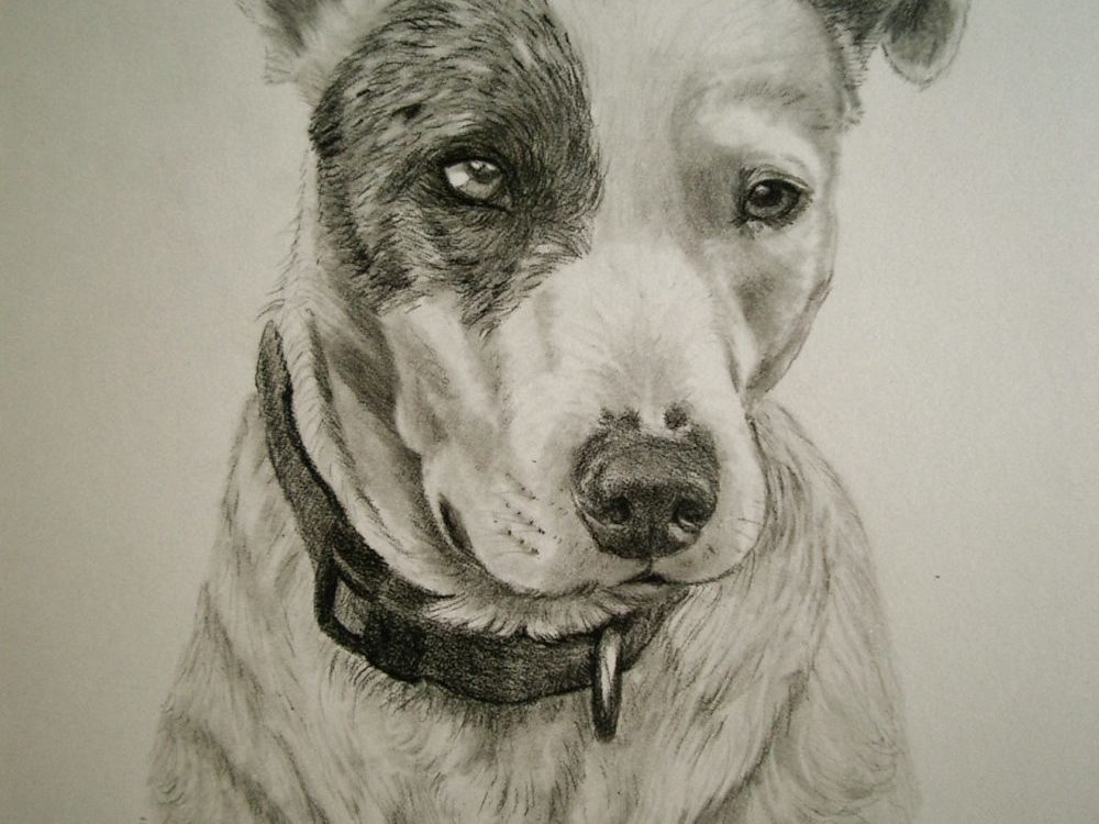 dog portrait in graphite by Lesley Zoromski, Petaluma, CA