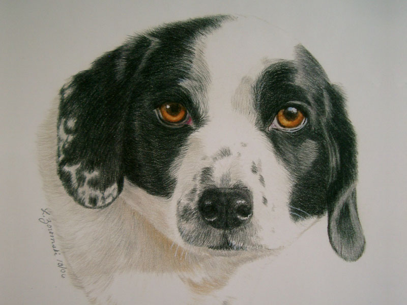 Zambonie, Beagle mix dog portrait by dog portrait artist Lesley Zoromski, Petaluma, CA