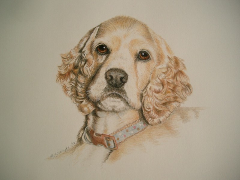 dog portrait cocker spaniel by Lesley Zoromski, Petaluma, CA
