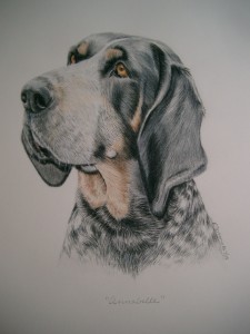 color pencil bluetick coon hound portrait, custom dog art