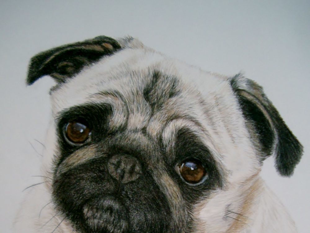 Pug done in color pencil/watercolor paint by dog portrait artist Lesley Zoromski, Petaluma, CA