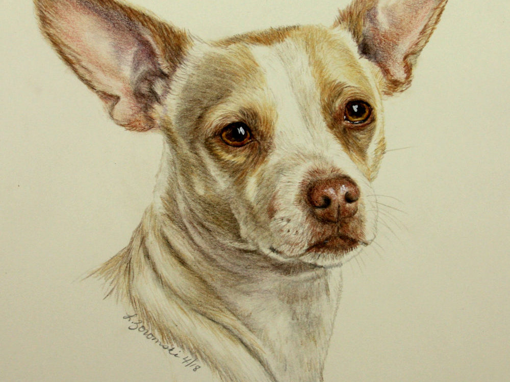 dog portrait - color pencil/water color paint - privately owned