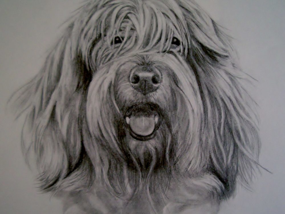 Rocky, a PVBG done in Graphite. Image to be framed in 16″x 20″ by dog portrait artist Lesley Zoromski, Petaluma, CA