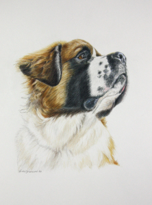 Latest Art 7 St. Bernard color pencil portrait