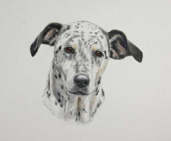 Dalmation mix breed dog in color pencil watercolor paint
