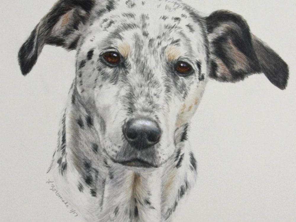 color pencil/watercolor of dalmatian mix breed dog by dog portrait artist Lesley Zoromski, Petaluma, CA