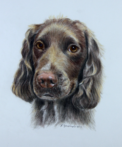 Latest Art 16 color pencil portrait of english cocker