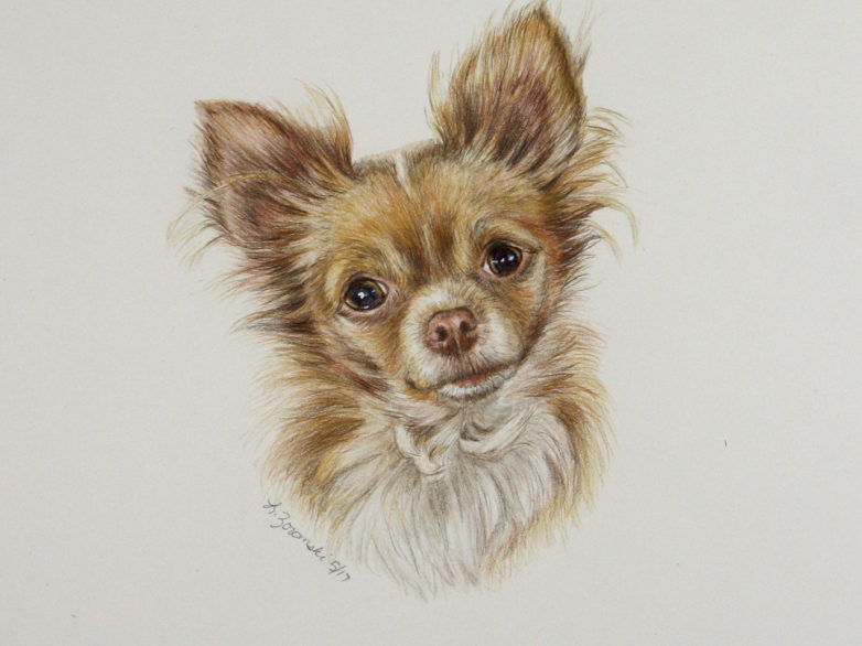 “Macy” is done with color pencil/water color paint on an 14″x11″ piece of Strathmore paper by dog portrait artist Lesley Zoromski, Petaluma, CA
