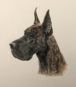 Great dane color pencil dog portrait