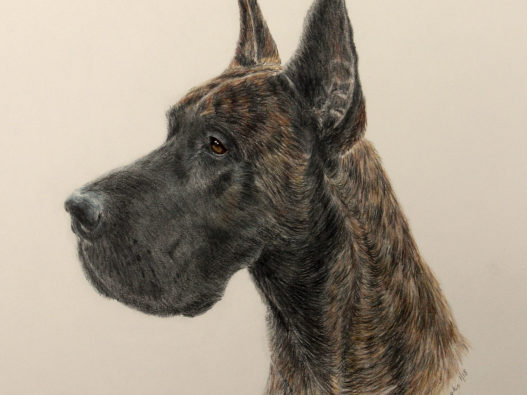 Cruiser - Great Dane Cruiser in color pencil/water color paint. The head measures 11″ long.