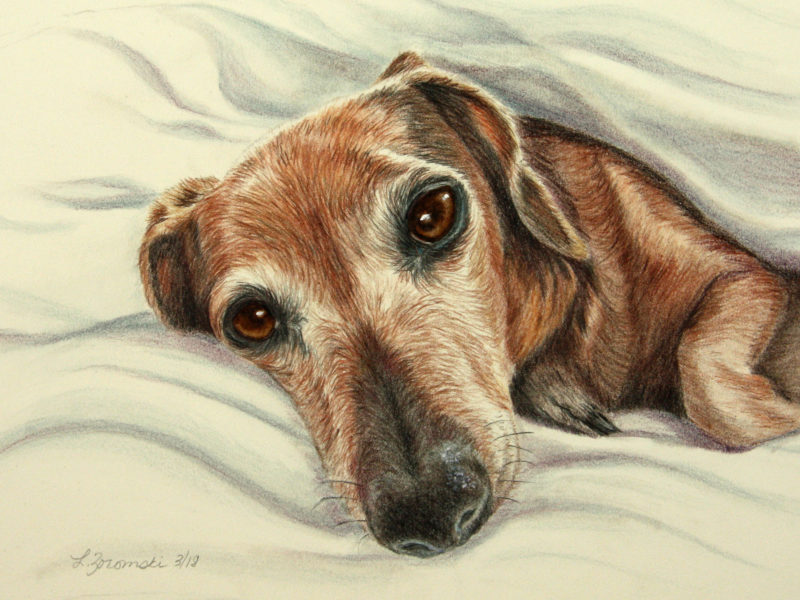 Thumbi - Color pencil/watercolor painting of dachshund snuggling by dog portrait artist Lesley Zoromski, Petaluma, CA 