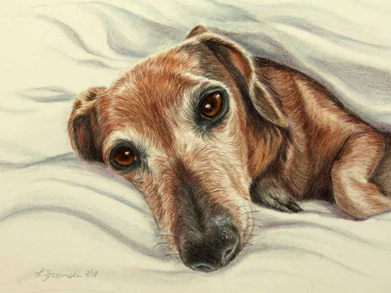 Thumbi - Color pencil/watercolor painting of dachshund snuggling by dog portrait artist Lesley Zoromski, Petaluma, CA