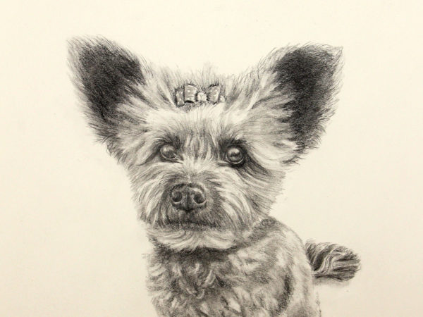Hank- Coon Hound Blue Tick -Color pencil/watercolor by dog portrait artist Lesley Zoromski, Petaluma, CA