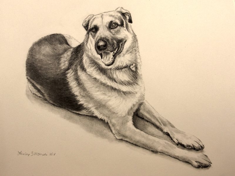 Graphite commission portrait of German sheperd dog