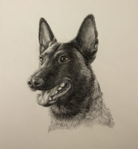 graphite dog portrait, belgian malinois