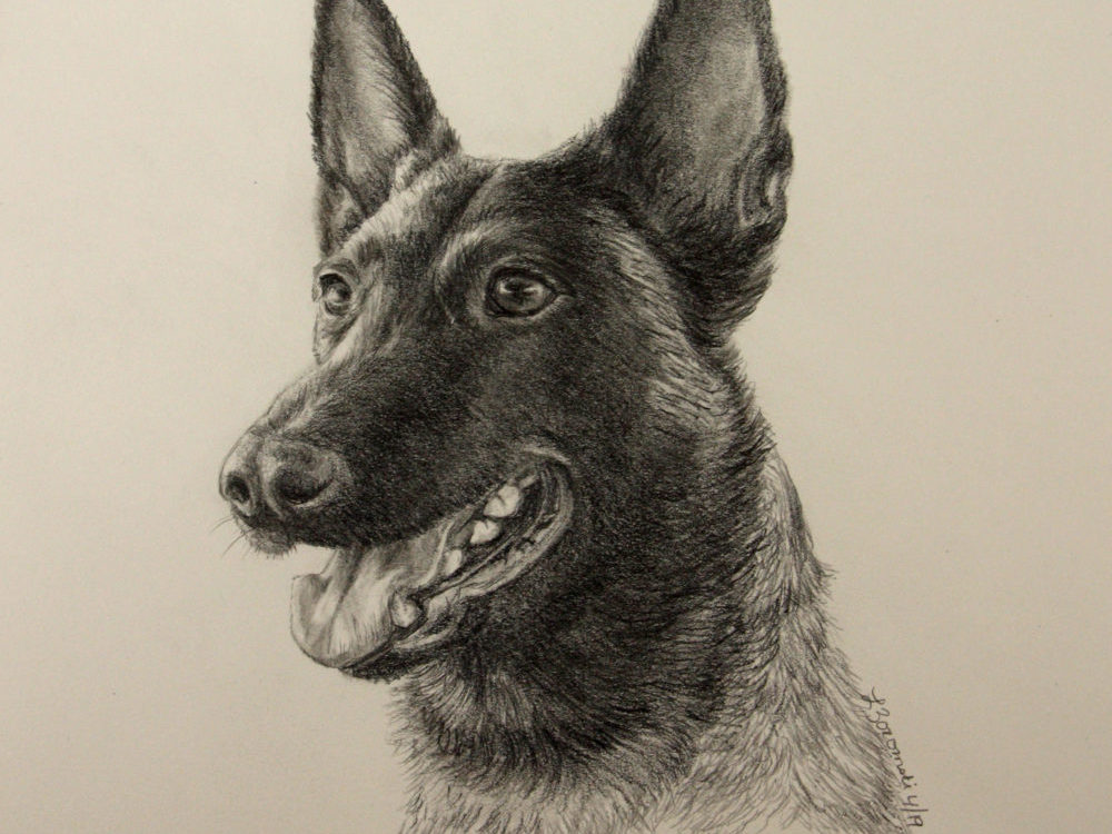 Graphite drawing of Belgiun Malinois
