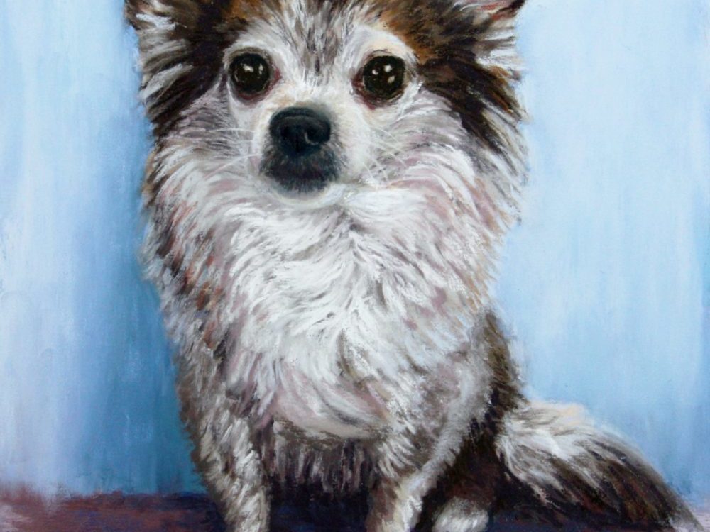 Long hair chihuahua 12″x 9″ pastel painting