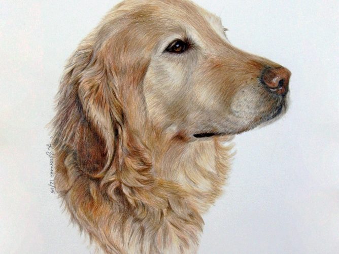dog portrait of golden retrieiver - color pencil and watercolor by dog portrait artist Lesley Zoromski, Petaluma, CA