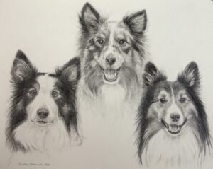 Graphite drawing of 3 Sheltie Dogs