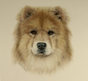 Chow Chow Dog, Commission art drawing