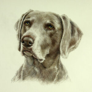 Weimaraner portrait