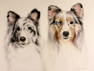 commissioned portrait of sheltie dogs