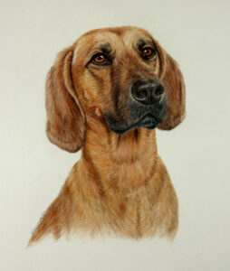 color pencil of Red bone coon hound