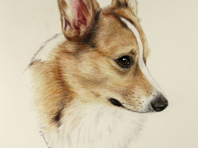 corgi dog