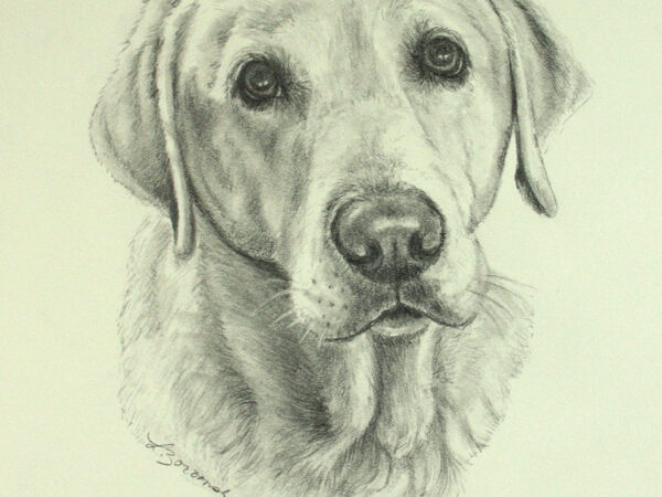Graphite Drawing of Labrador