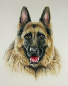 commissioned drawing of german shepherd dog