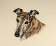 Baci - Greyhound