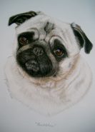 Pug dog, custom commission