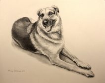 Graphite commission portrait of German sheperd dog