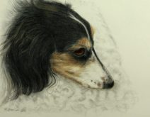 Pencil drawing of resting dachshund dog
