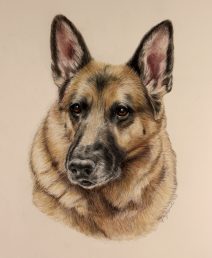 German shepherd in color pencil