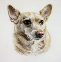 Color pencil dog portraits