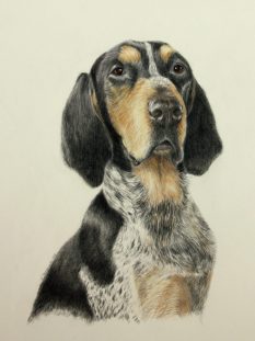 Bluetick Coon Hound portrait
