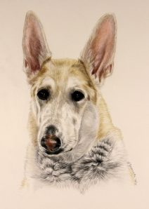 Husky Mix Breed