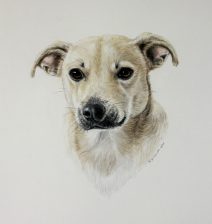 color pencil, water color paint, chihuahua, terrier