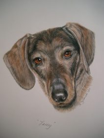 dachshunds dog portraits in Color pencil