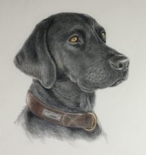 Black Lab in Color Pencil