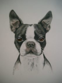 color pencil custom fine art dog portrait of boston terrier