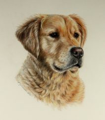 Golden Retriever art