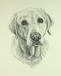 Graphite Drawing of Labrador